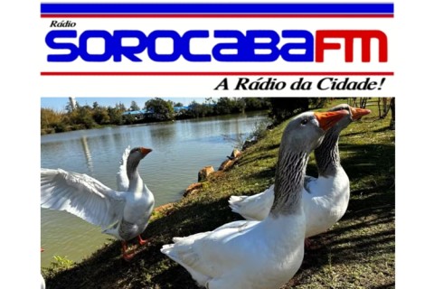 O MISTÉRIO NO LAGO DOS PATOS DA PREFEITURA DE SOROCABA