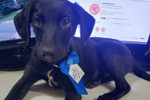 Filhote é resgatado da morte na rodovia e agora procura um lar em Sorocaba