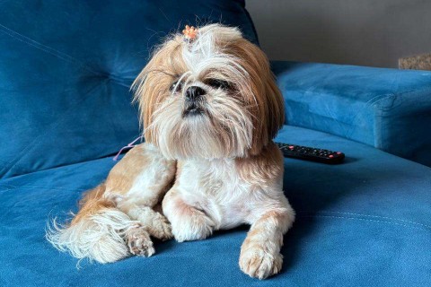 Desespero em Votorantim: cachorrinha Shih-Tzu de nome “Chanel” desaparece no Parque Bela Vista