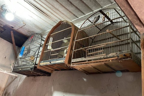 Polícia Civil de São Roque apreende 17 pássaros silvestres mantidos ilegalmente em cativeiro